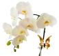 Preview: höhenverstellb.Orchideenstab, Schmetterling (weiß-braun)